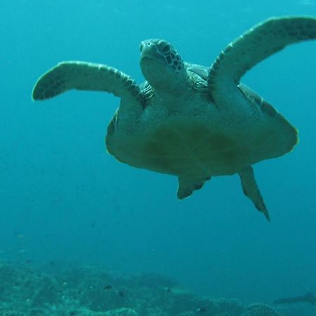 Gili Pirates Dive & Bnb Gili Trawangan Exterior photo