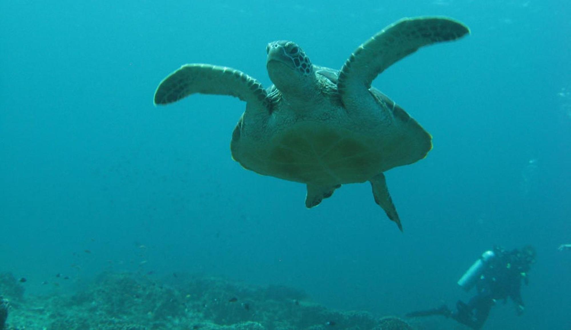 Gili Pirates Dive & Bnb Gili Trawangan Exterior photo