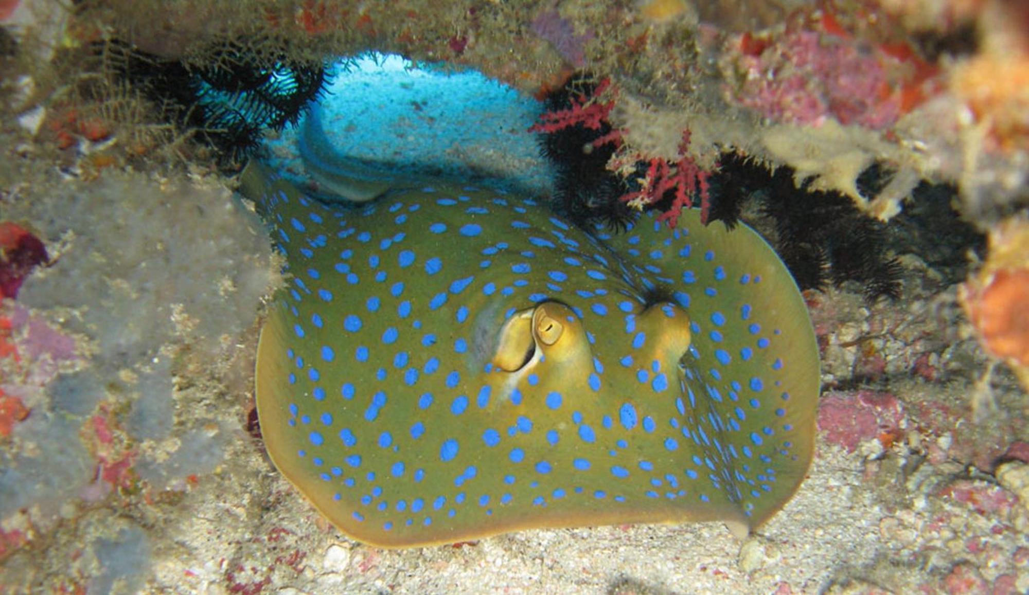 Gili Pirates Dive & Bnb Gili Trawangan Exterior photo