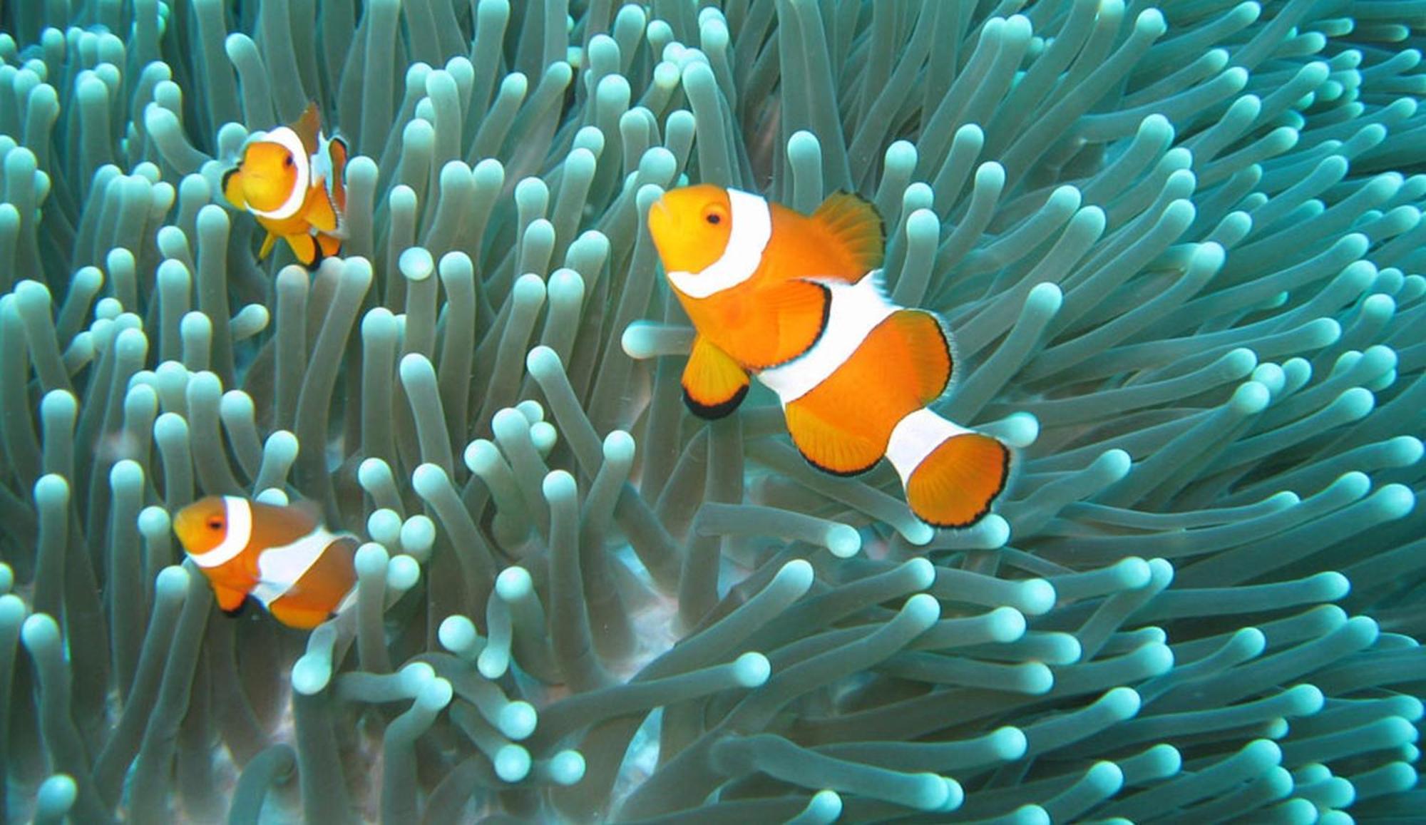 Gili Pirates Dive & Bnb Gili Trawangan Exterior photo